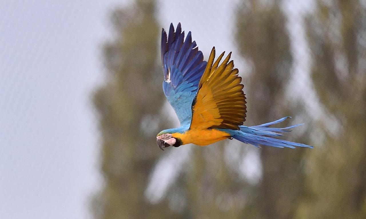 Parrot World - Les Lodges Crecy-la-Chapelle Екстер'єр фото