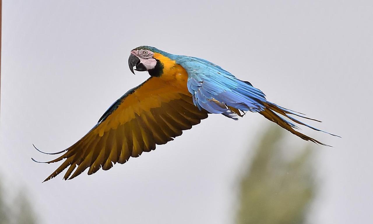 Parrot World - Les Lodges Crecy-la-Chapelle Екстер'єр фото