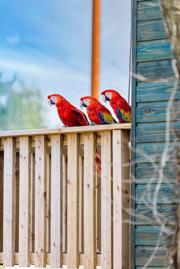 Parrot World - Les Lodges Crecy-la-Chapelle Екстер'єр фото